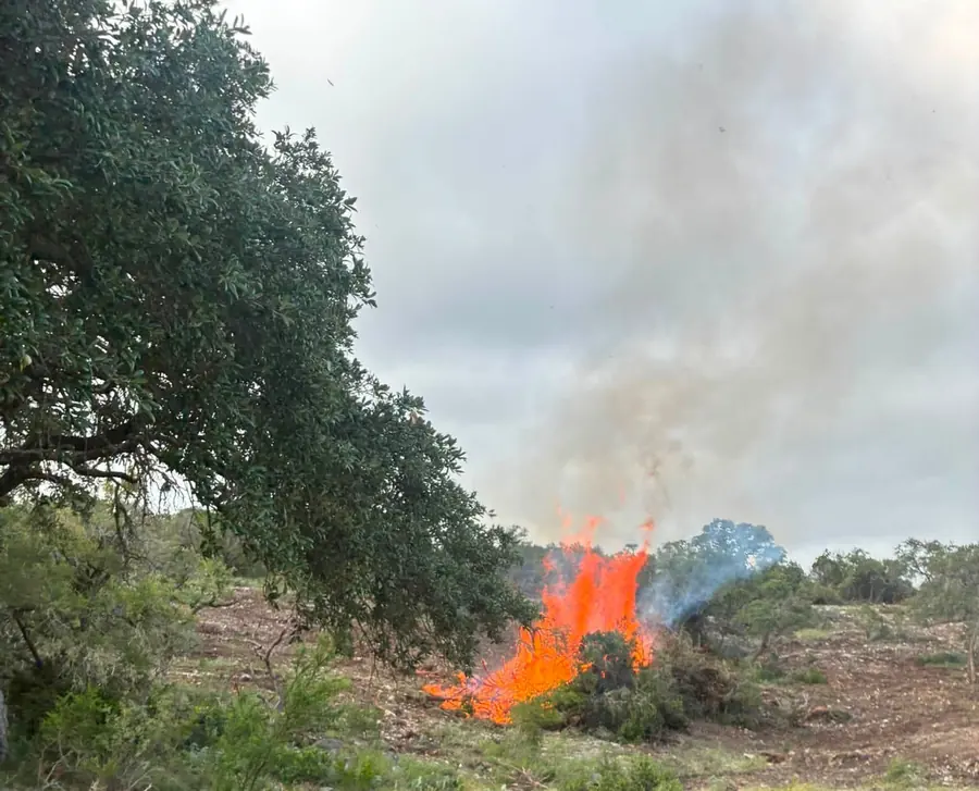 Brush pile burning on a land clearing job beside a live oak