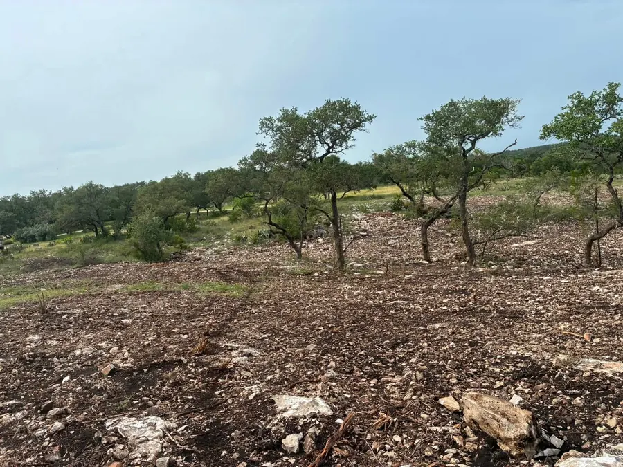 Cleared pasture with a few select trees left standing