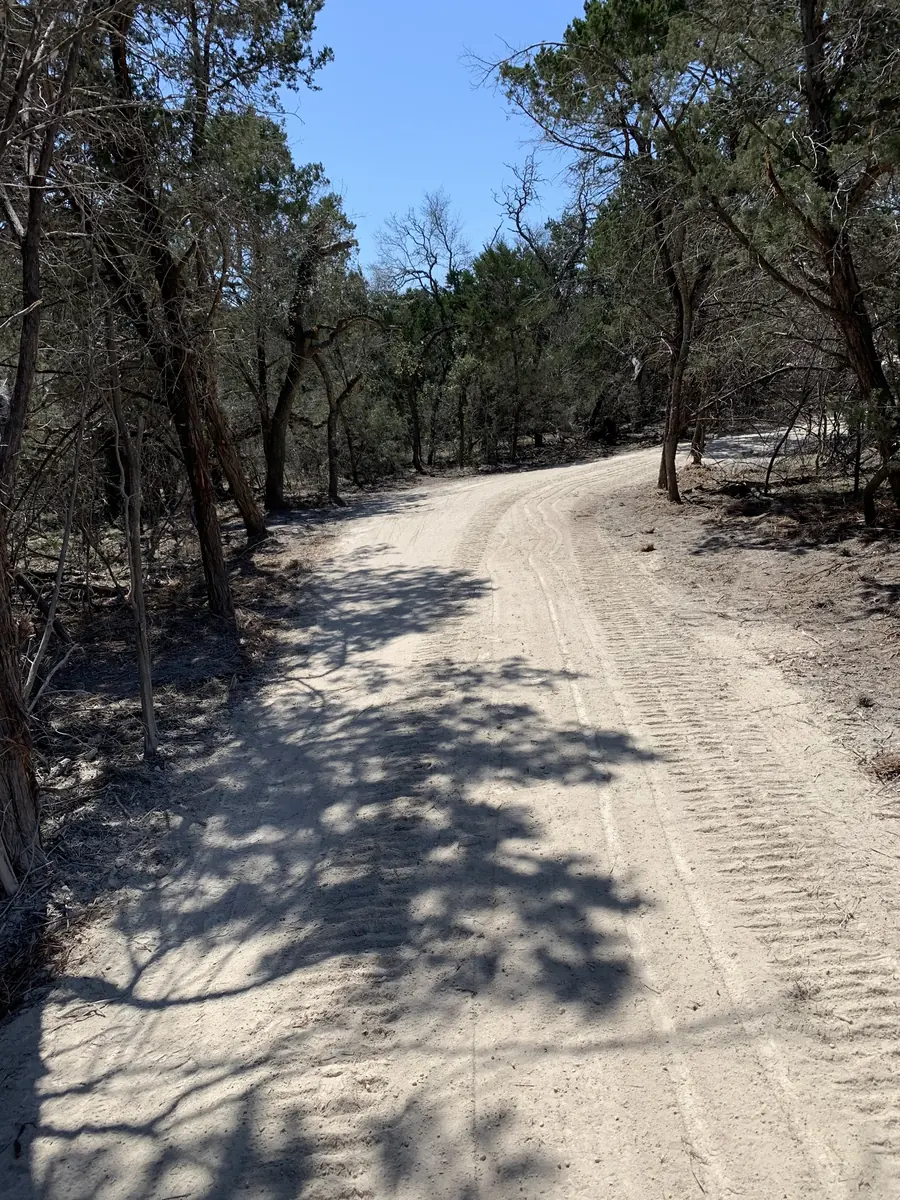 Freshly graded caliche road curving through a stand of trees