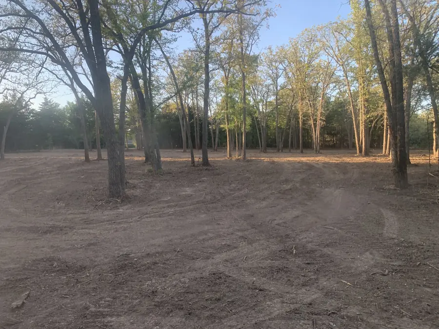 Brush cleared from under a stand of tall trees, leaving bare ground